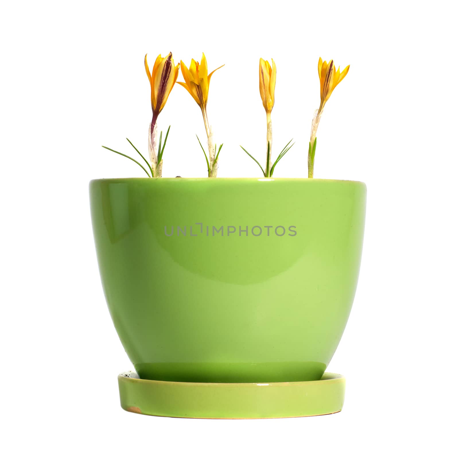 Yellow flowers saffron (crocus sativus) with green leaves in the flowerpot isolated on white