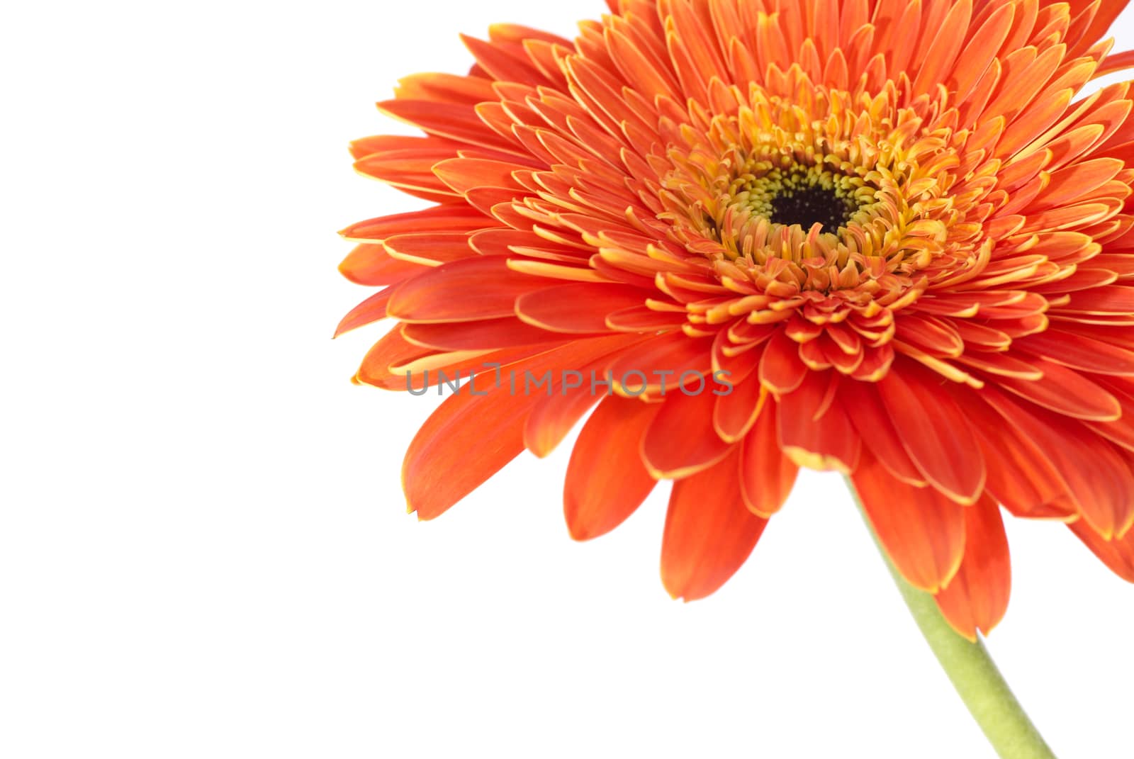 Red flower gerbera isolated on white background