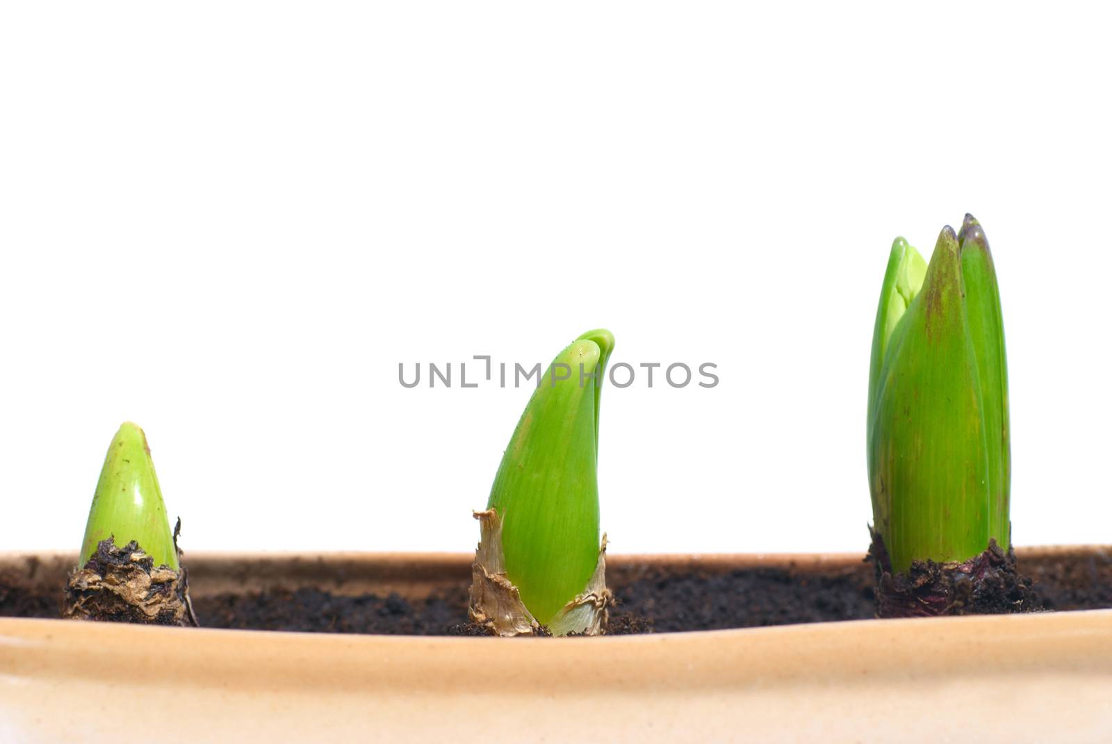 Three growing plants in the pot isolated on white
