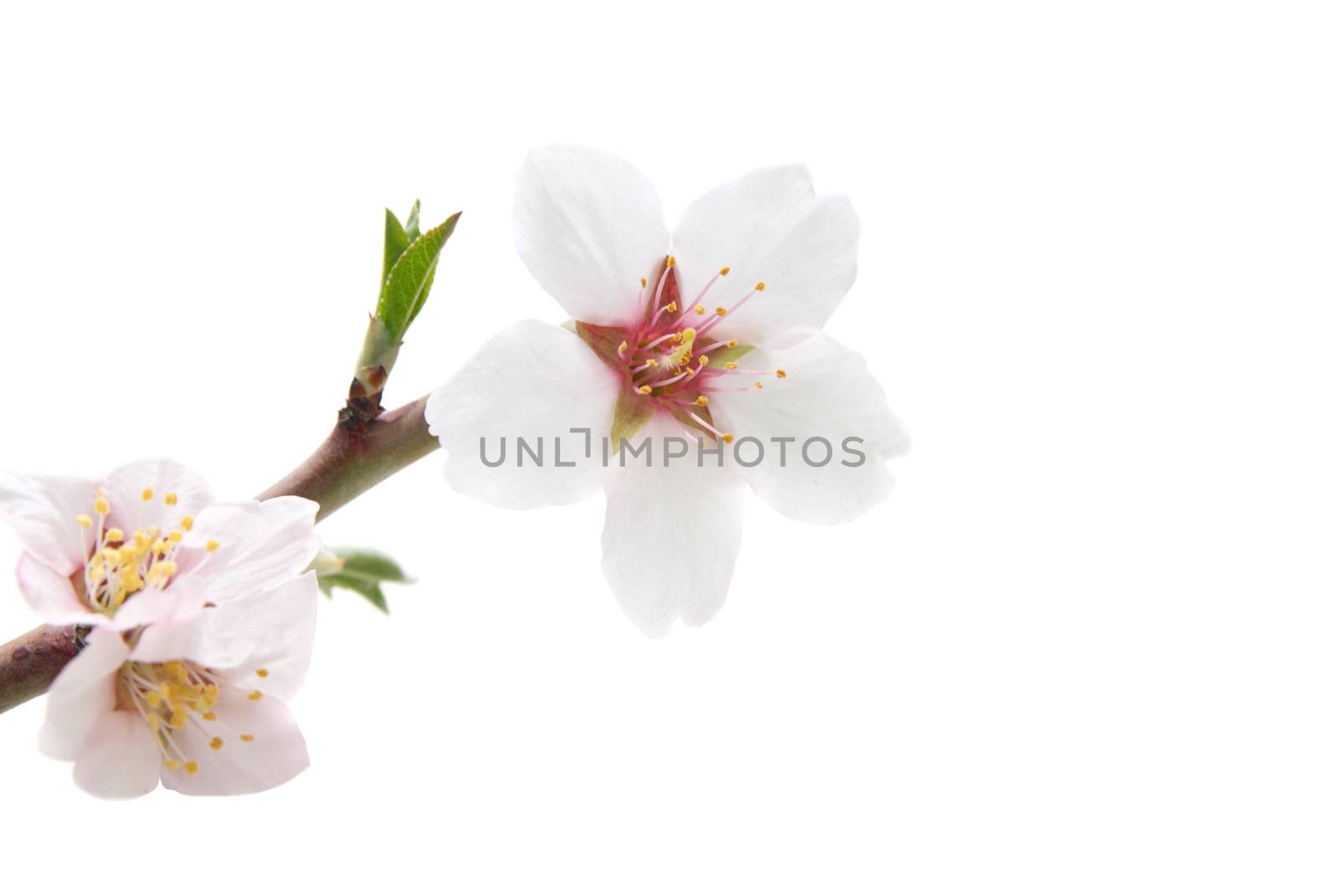 Branch with almond white flowers isolated on white background
