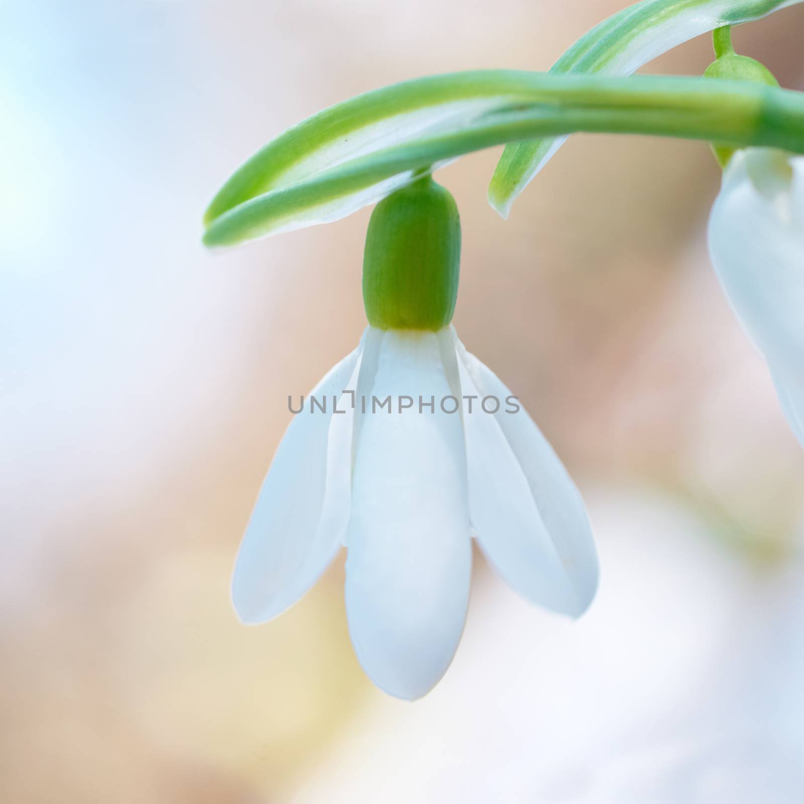 Spring snowdrop flower by vapi