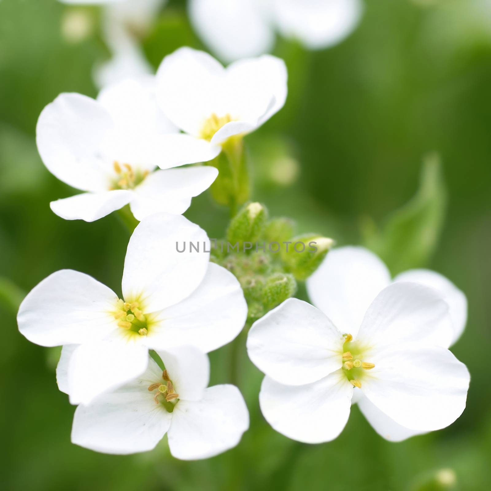White flowers by vapi