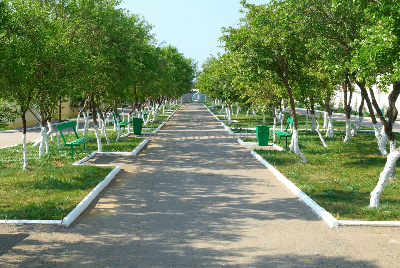 Alley in the green sunny park with grass and trees