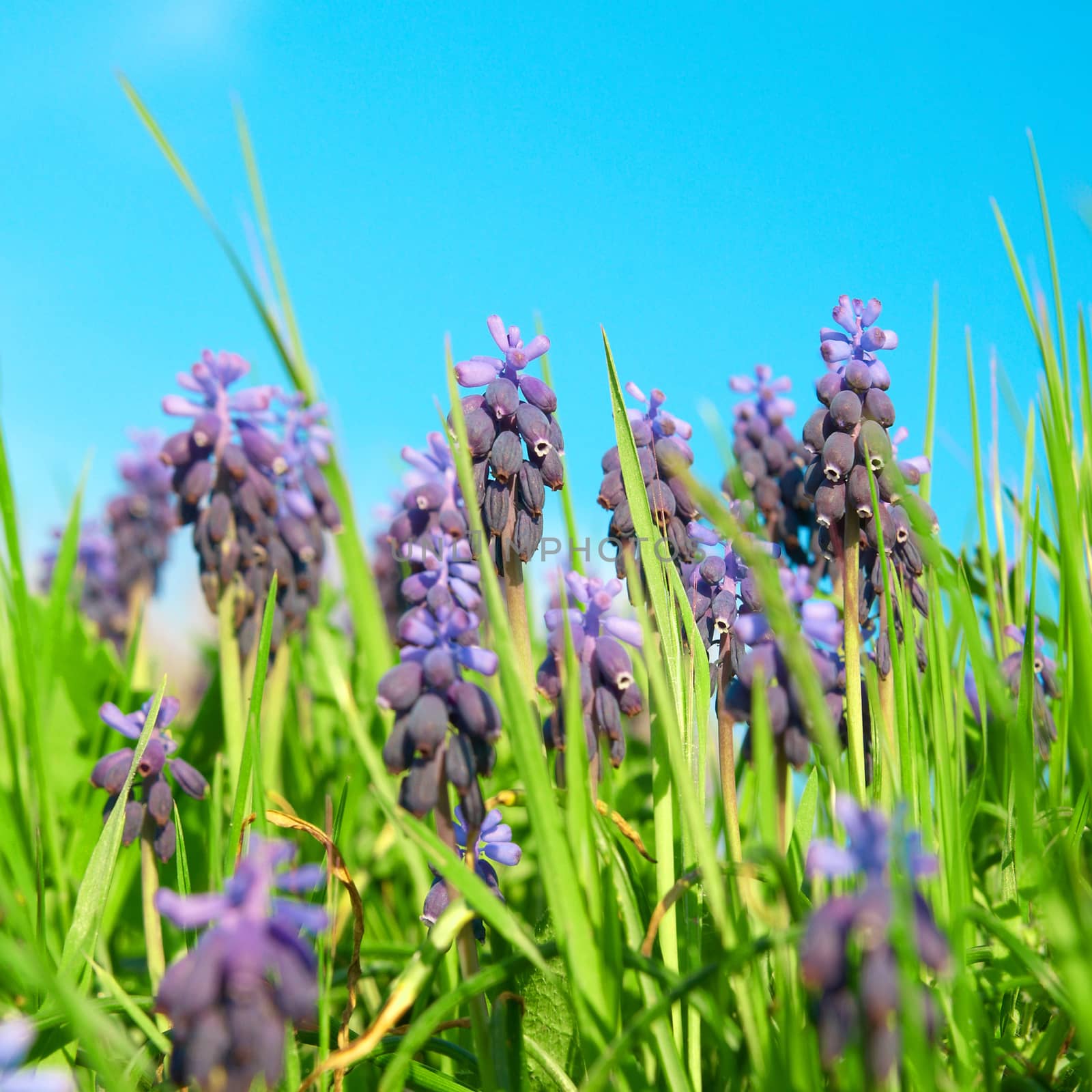 Blue flowers grape hyacinths (Muscari neglectum) in the green spring grass with sky on background