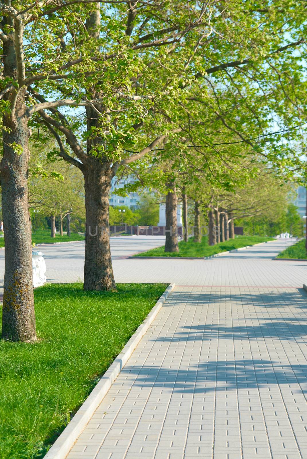 Alley in the green park with grass and trees