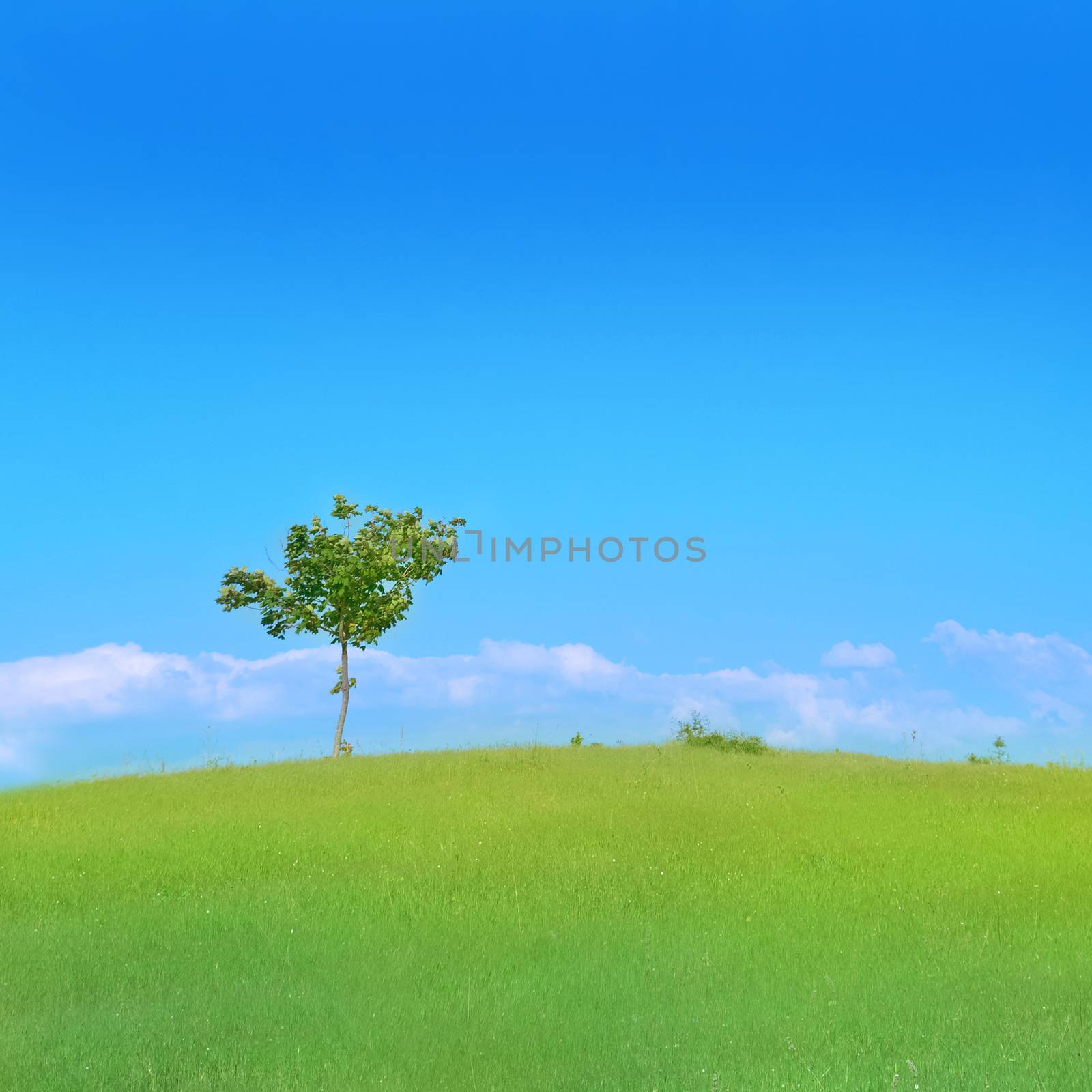 Lonely tree in the field with green grass, blue sky and clouds