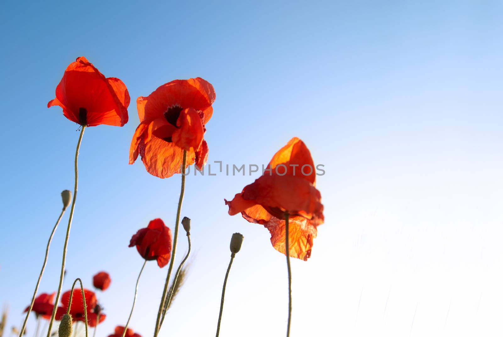 Beautiful red poppies on the blue sky background