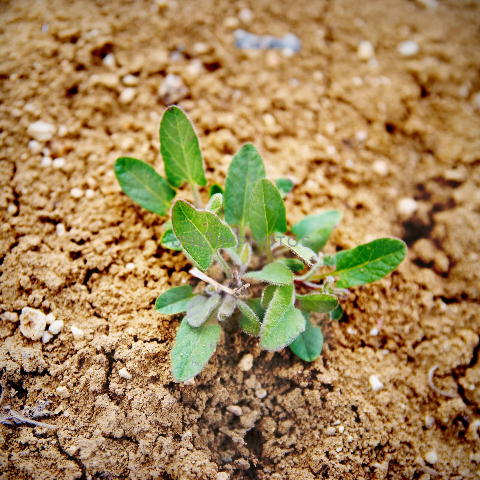 Little green plant by vapi