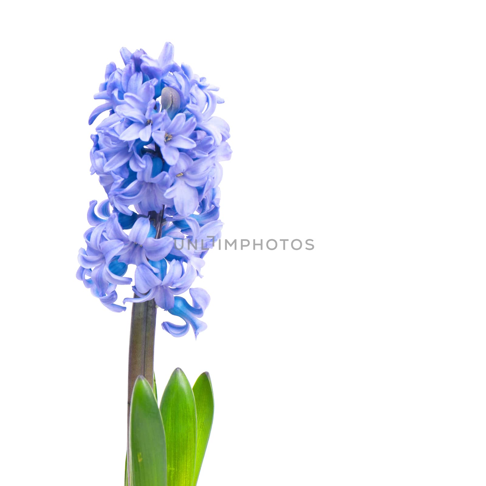 Three blue flowers hyacinthes with green leaves isolated on white