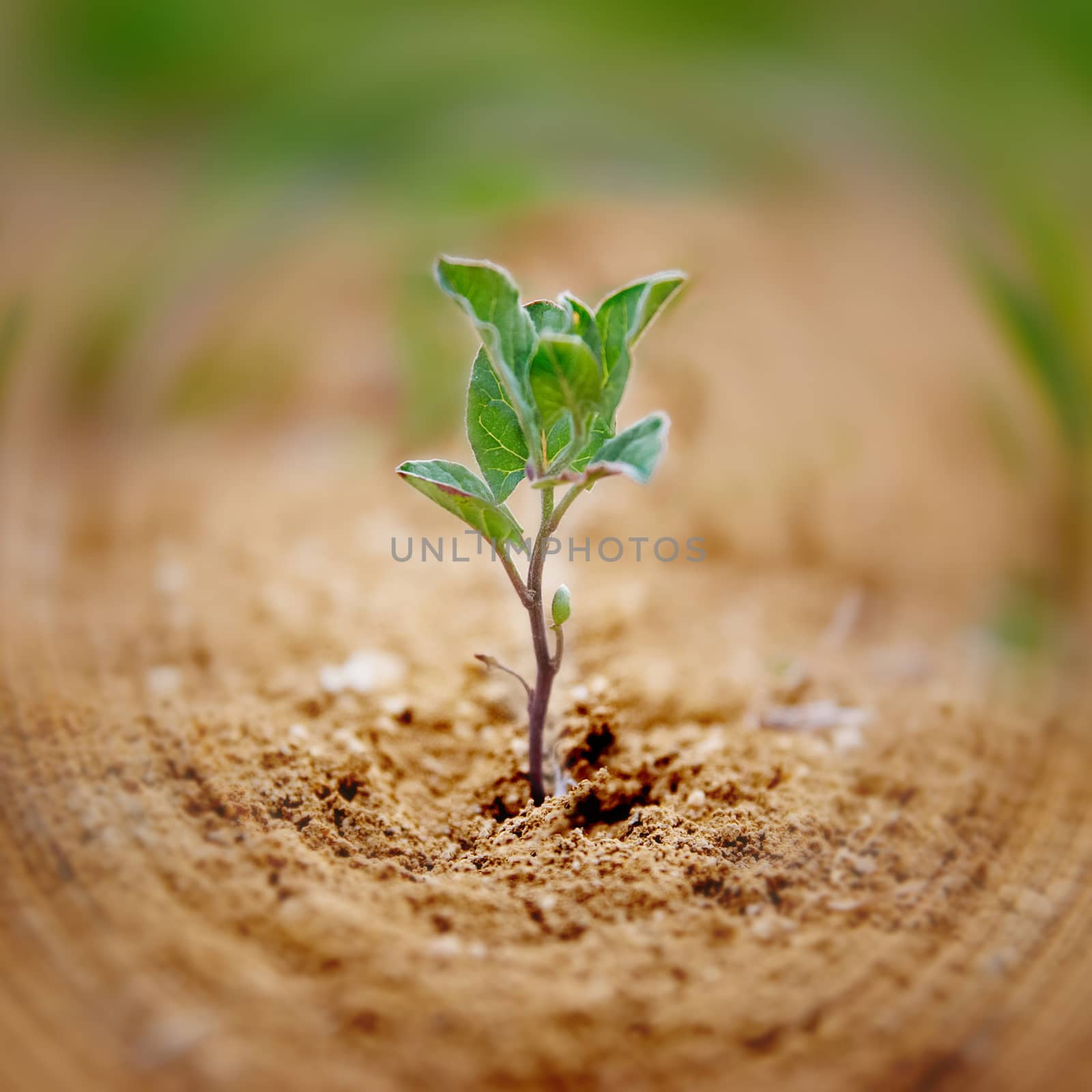 Little green plant growing in the desert. Environmental concept.