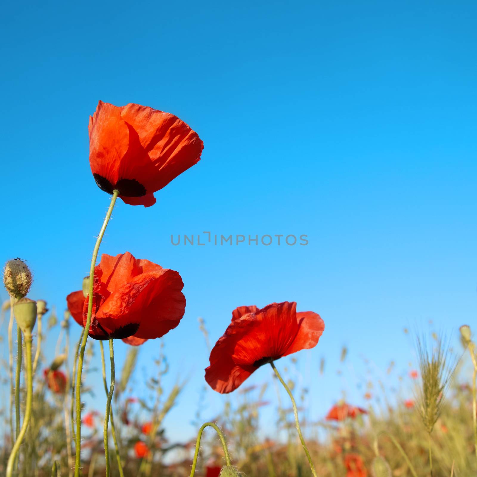 Beautiful red poppies on the blue sky background