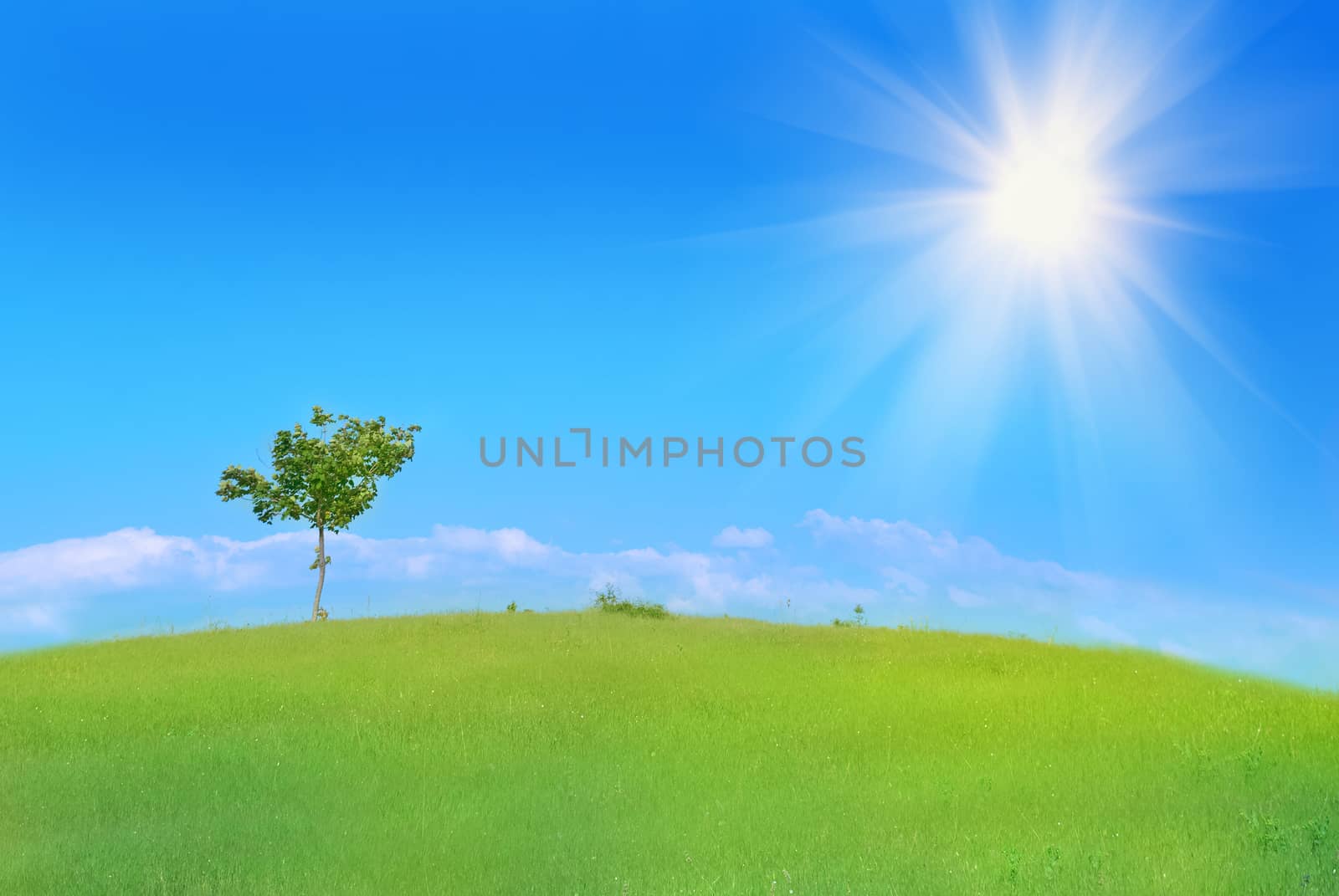 Lonely tree in the field with green grass, blue sky and clouds