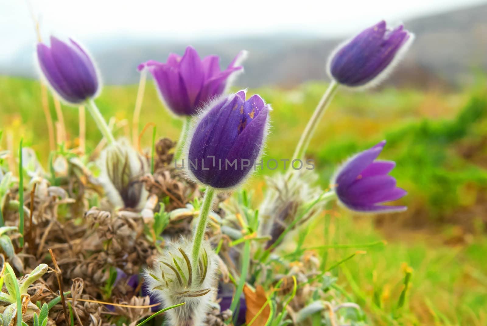 Pasqueflowers (Pulsatilla patens) on the field with grass