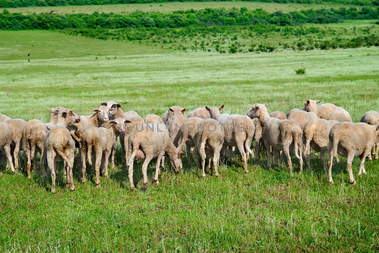Herd of sheep by vapi