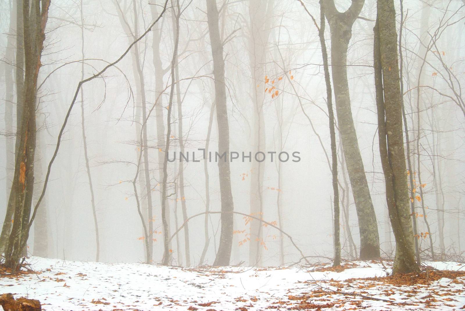 Winter forest by vapi