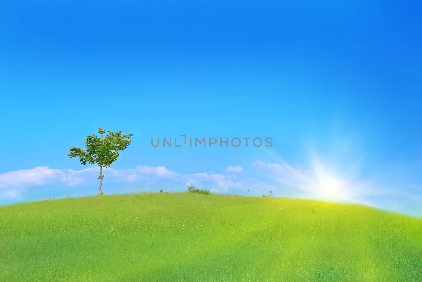 Tree in the green field by vapi