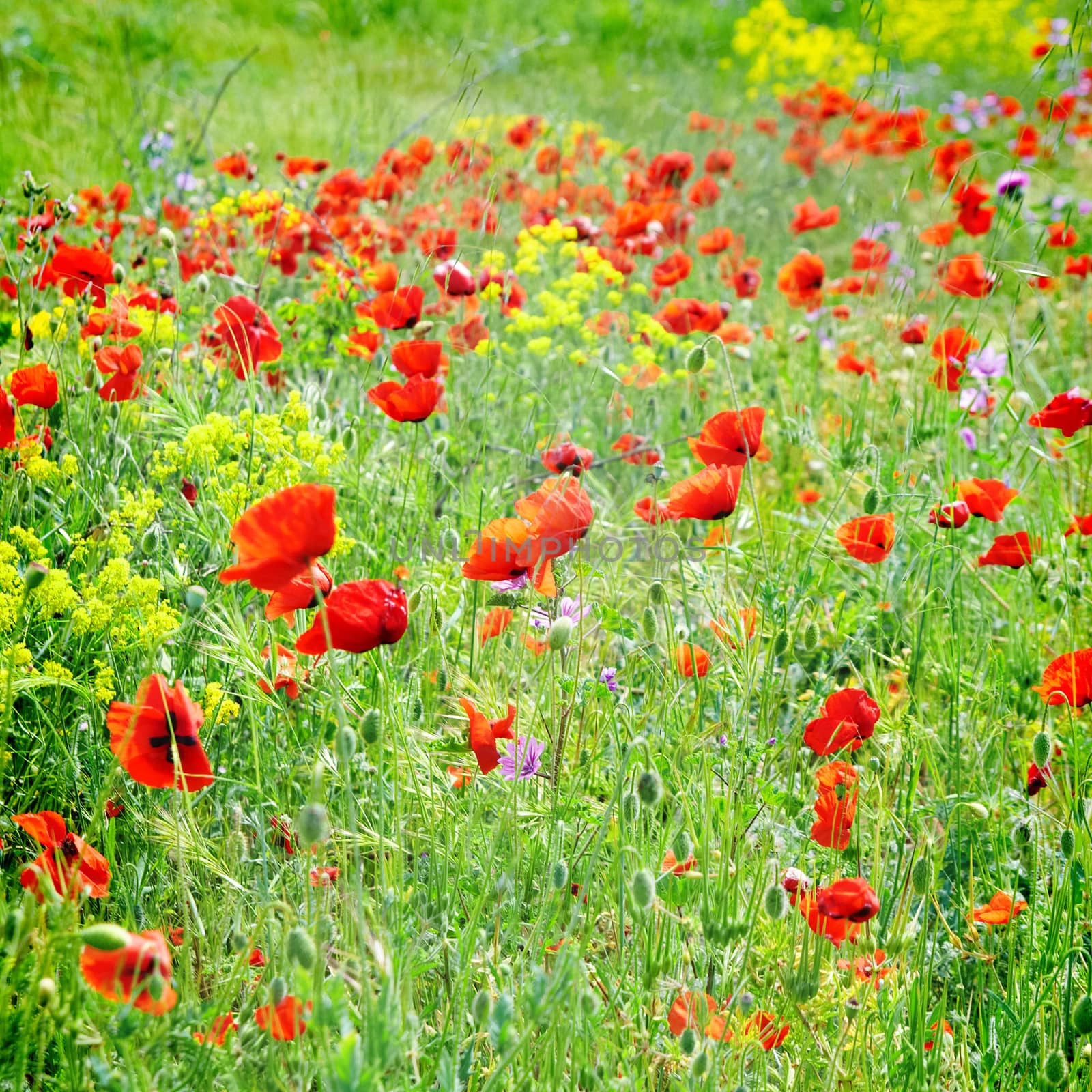 Field of poppies by vapi