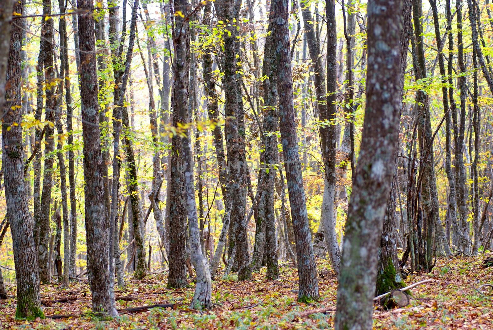 Autumn forest by vapi
