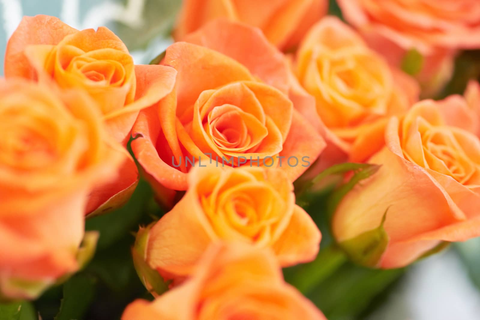 Bunch of beautiful roses by vapi