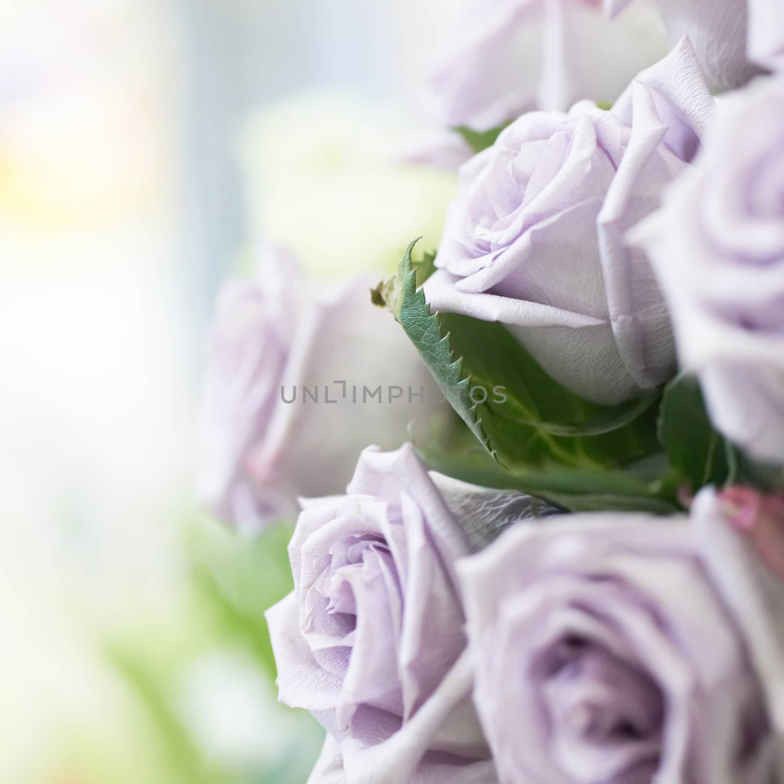 Bunch of violet and purple beautiful roses