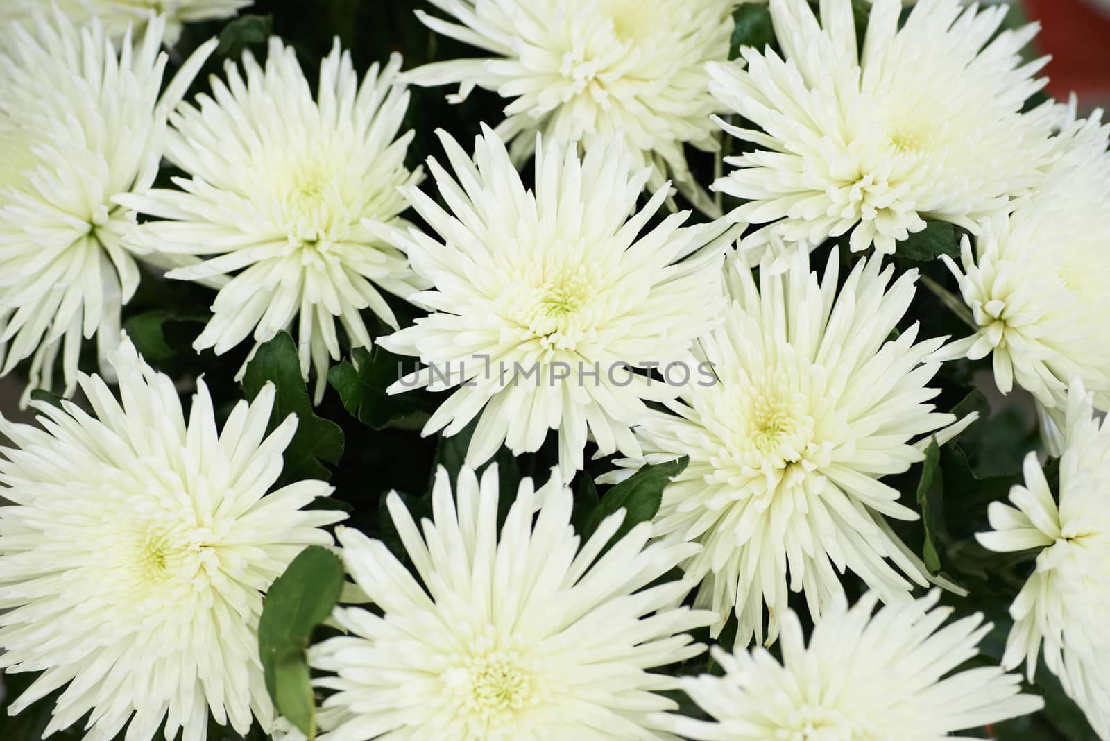 Bunch of beautiful white chrysanthemums. Flower background