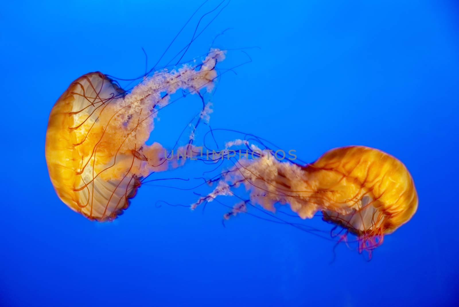 Two orange jellyfish in an aquarium with blue water background