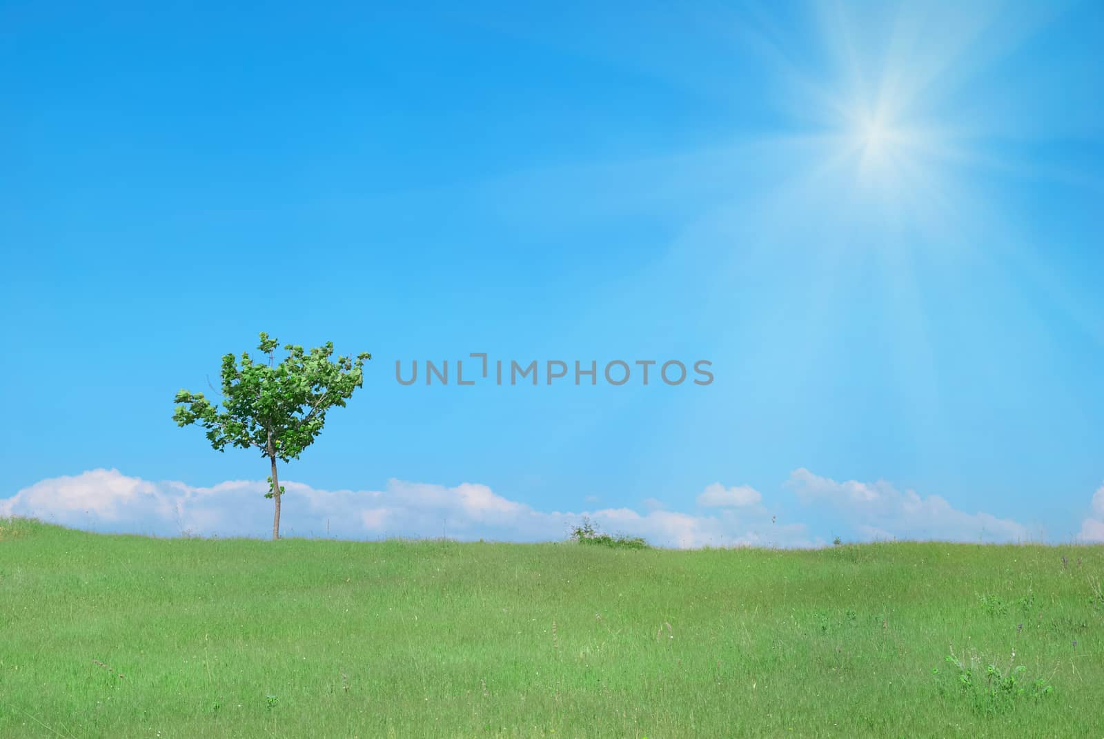 Tree in the green field by vapi