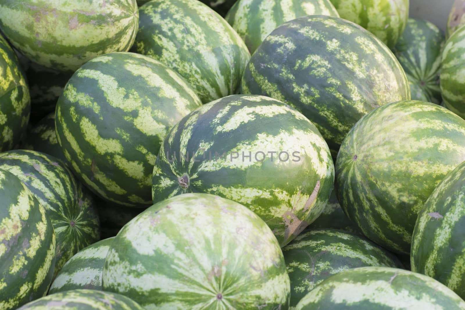 Pattern of many green watermelons. Agricultural background