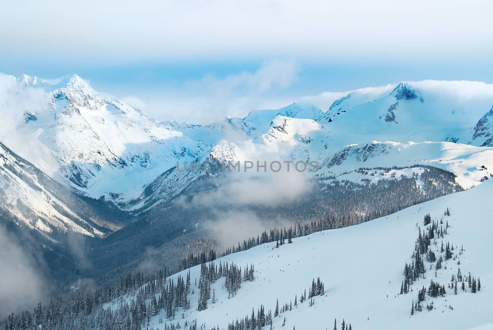 Winter fir trees in mountains by vapi