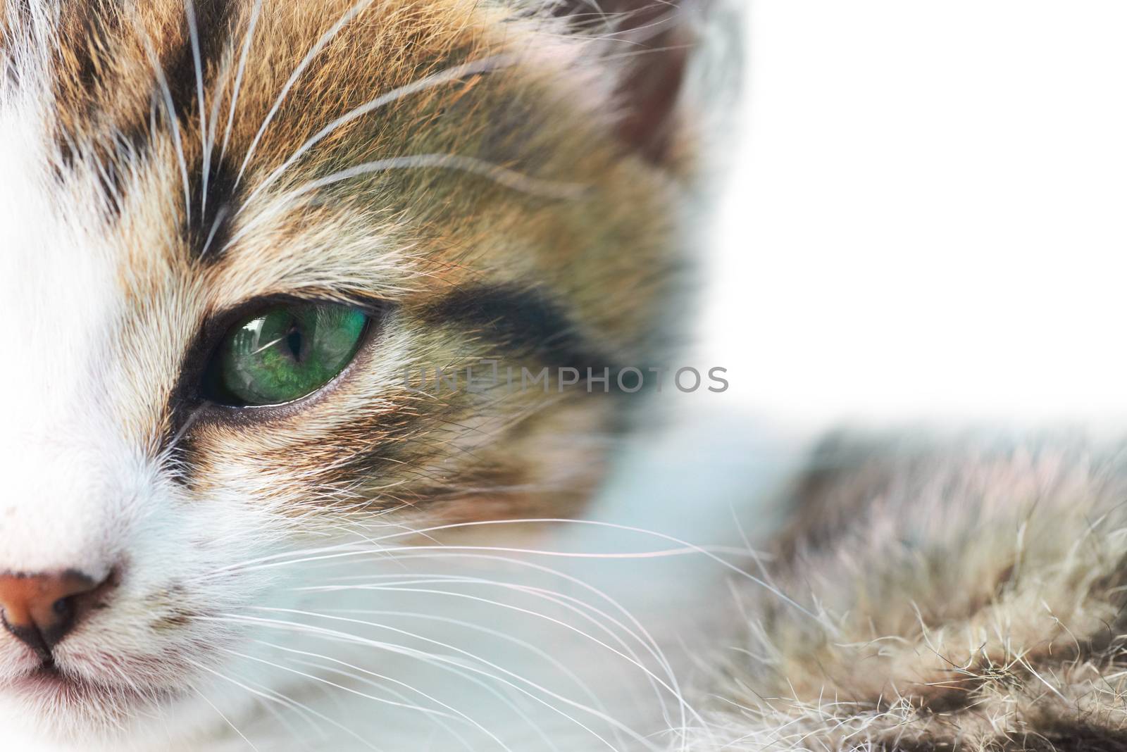 Little grey kitty cat with green eyes isolated on white