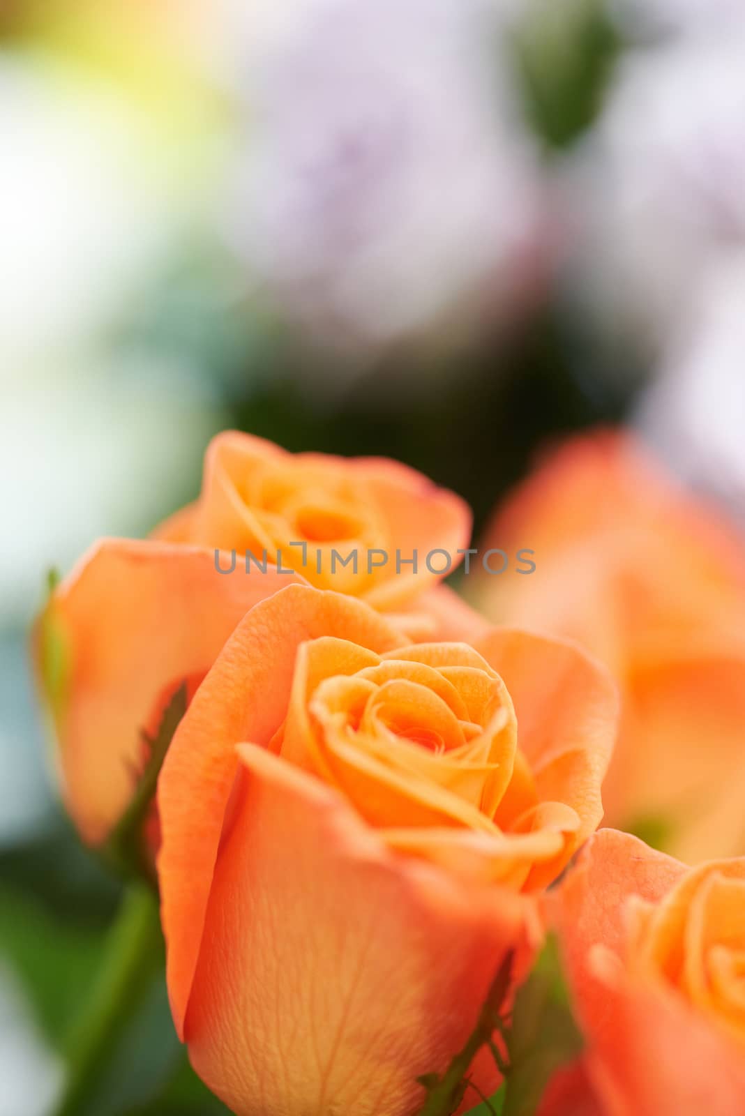 Bunch of red and orange beautiful roses