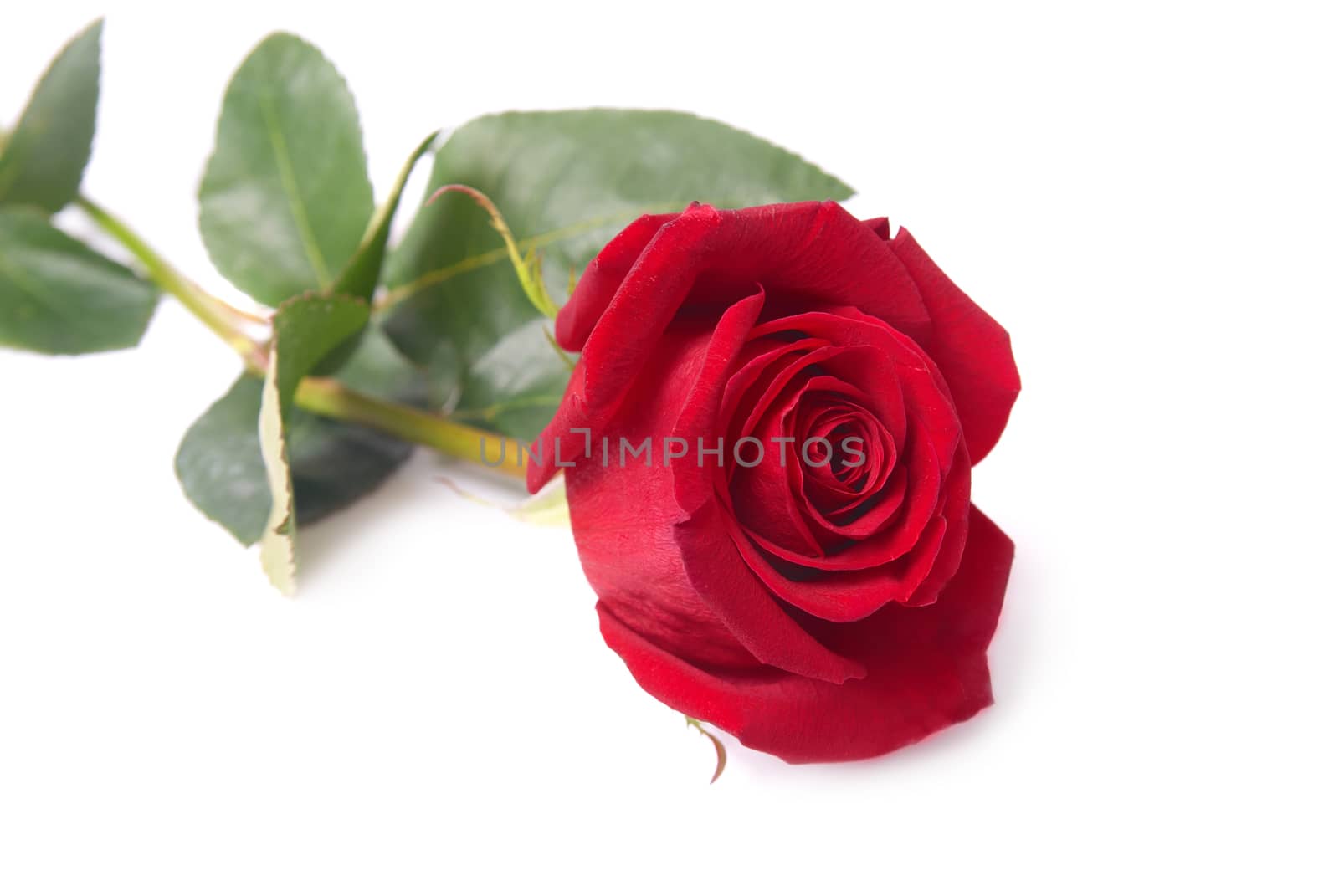 Beautiful red rose isolated on white background