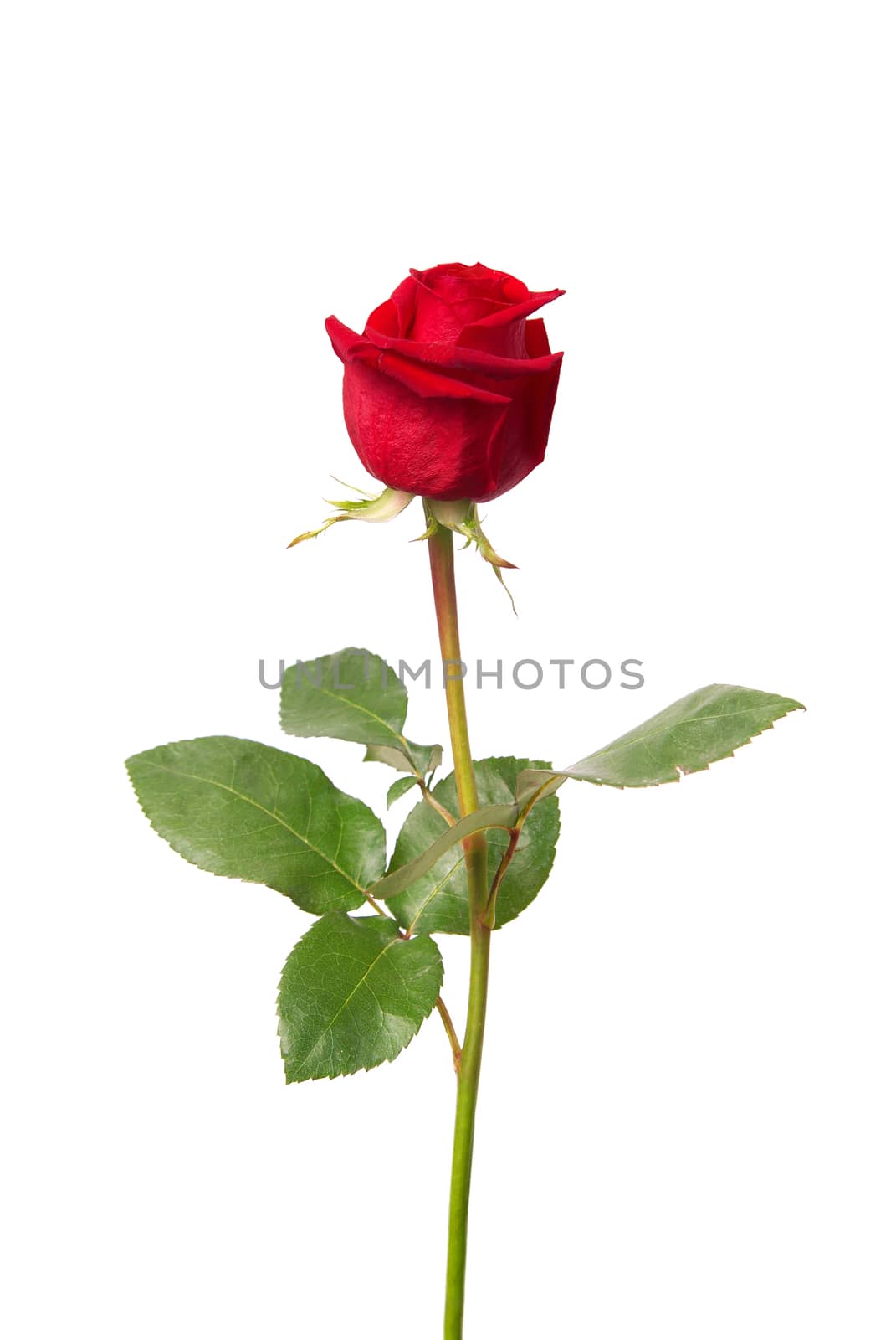 Beautiful red rose isolated on white background