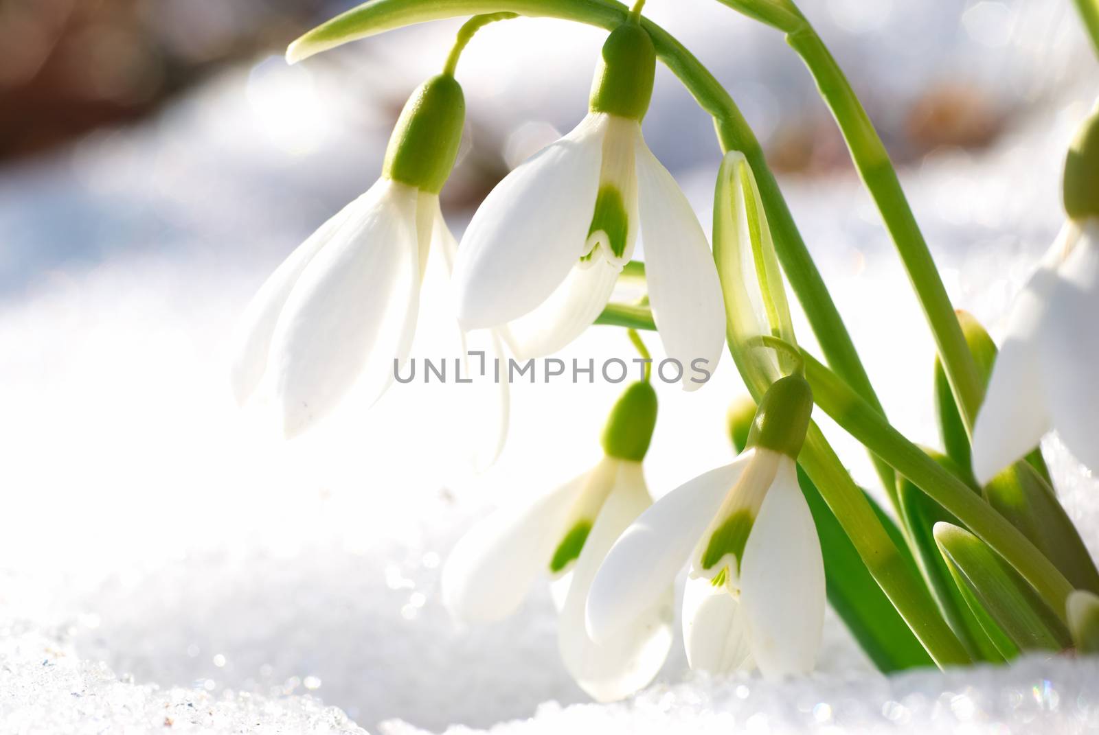 Spring snowdrop flowers with snow in the forest