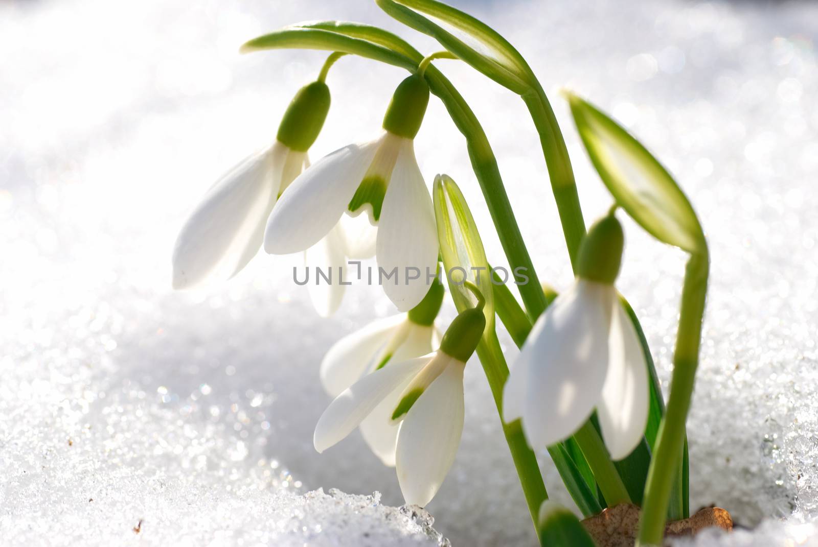 Spring snowdrop flowers by vapi