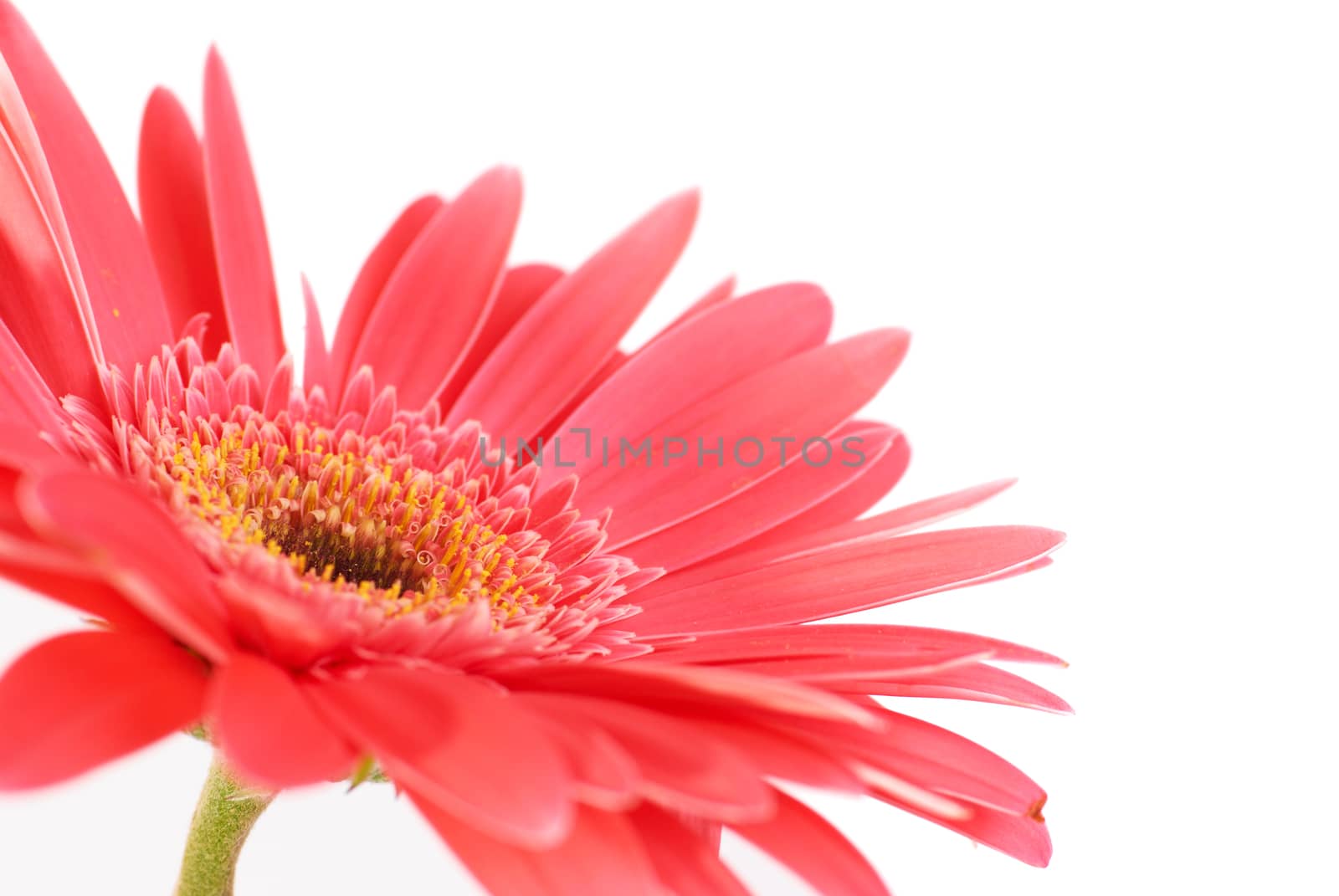 Red flower gerbera by vapi