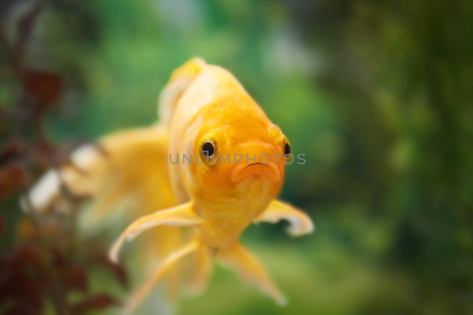 Tropical colorful fishes swimming in aquarium with plants