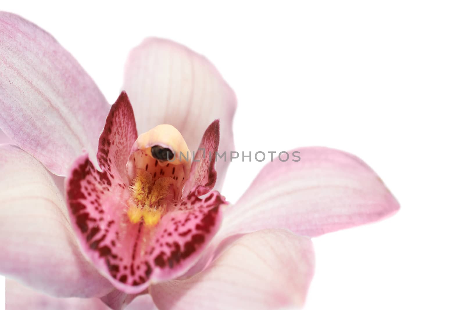 Beautiful pink orchid flower isolated on white