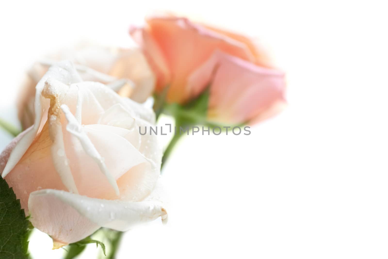 Bouquet of red and white beautiful roses with water drops isolated on white.