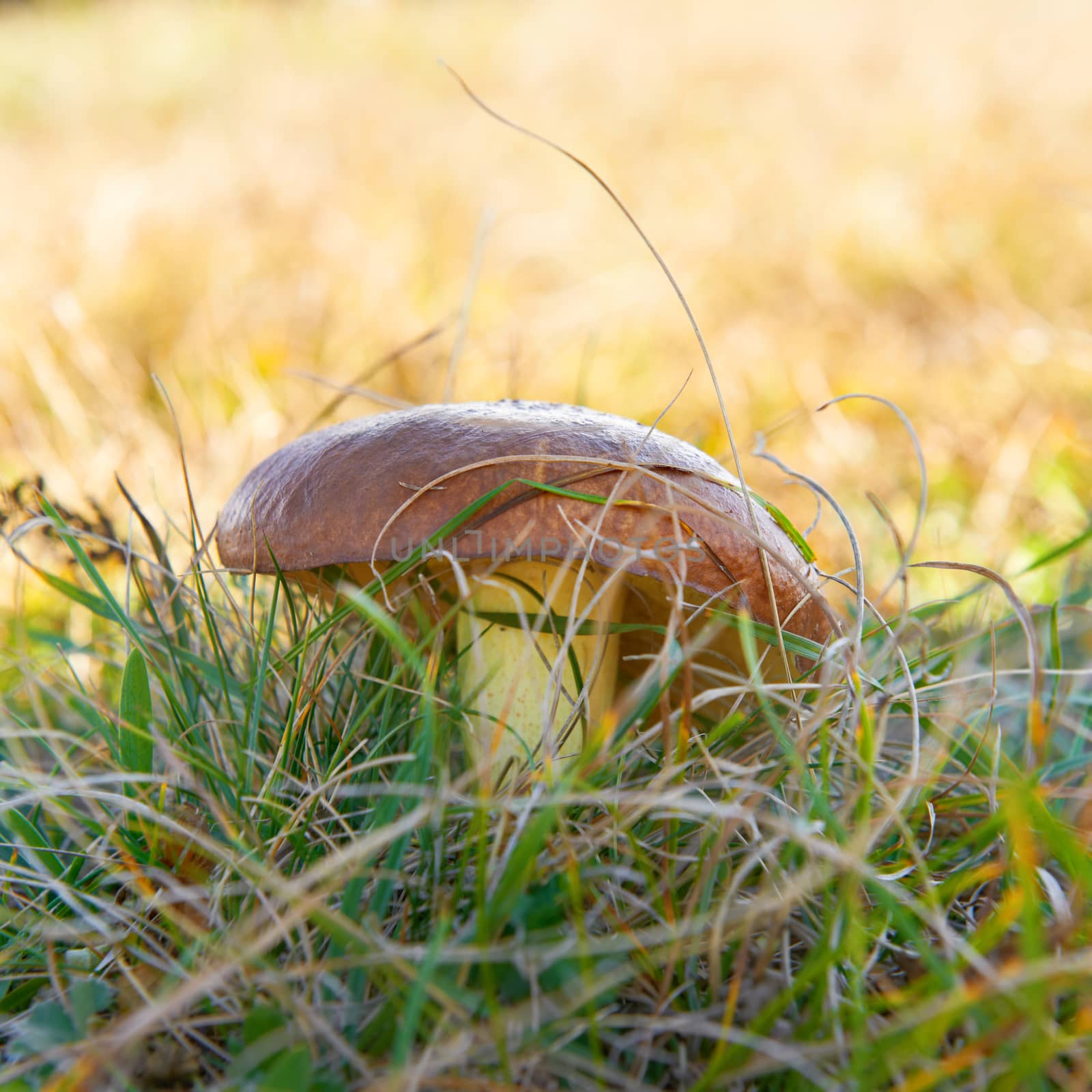 Mushroon suillus in the green grass. Macro shot