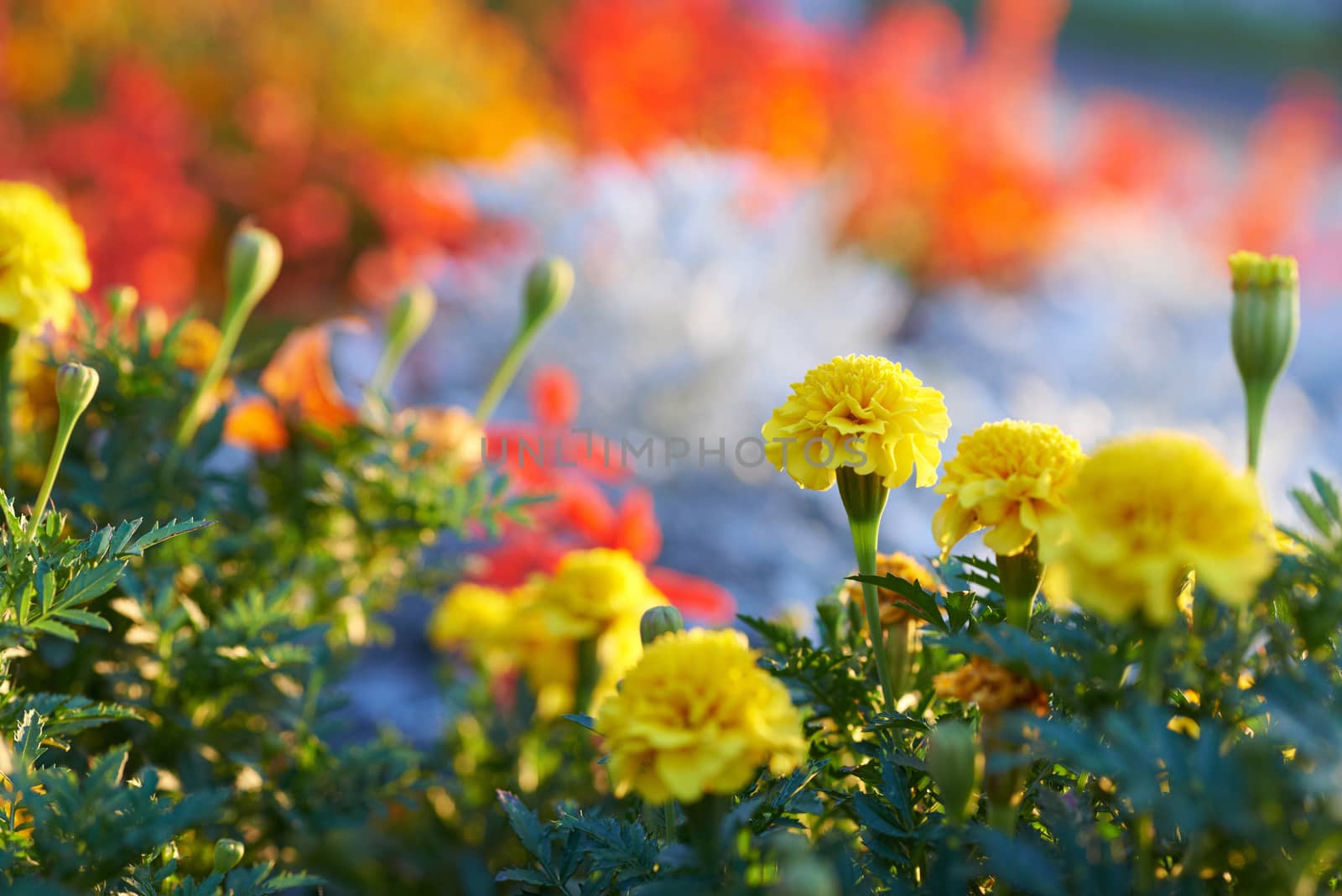 Field of multicolored flowers by vapi