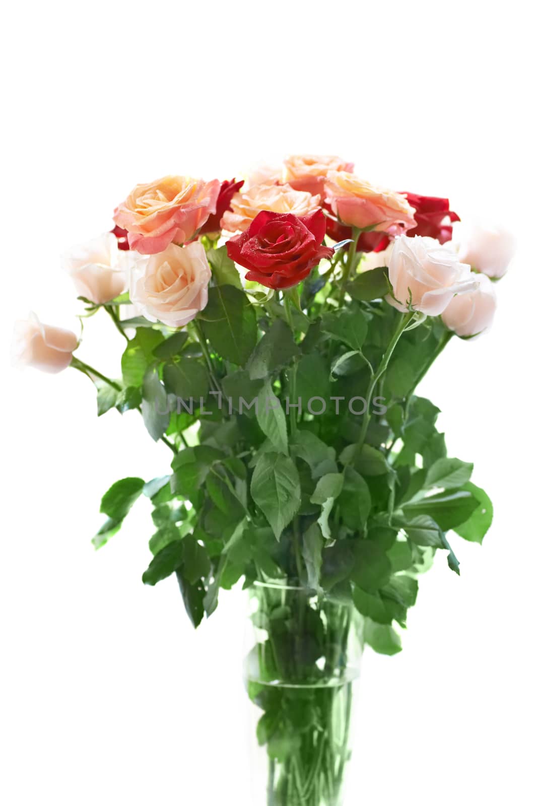 Bouquet of red and white beautiful roses with water drops isolated on white.