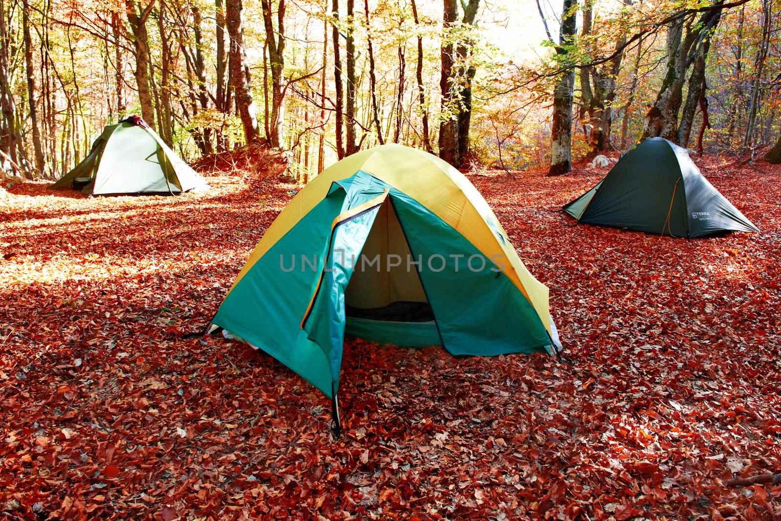 Green tent in the forest by vapi