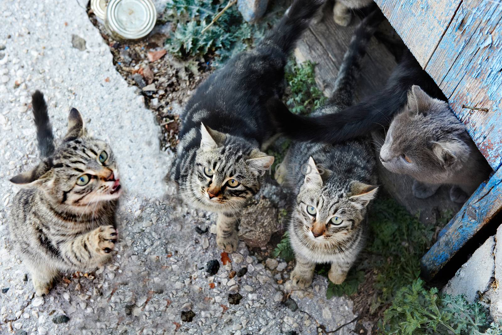 Group of wild black, gray stripped cats