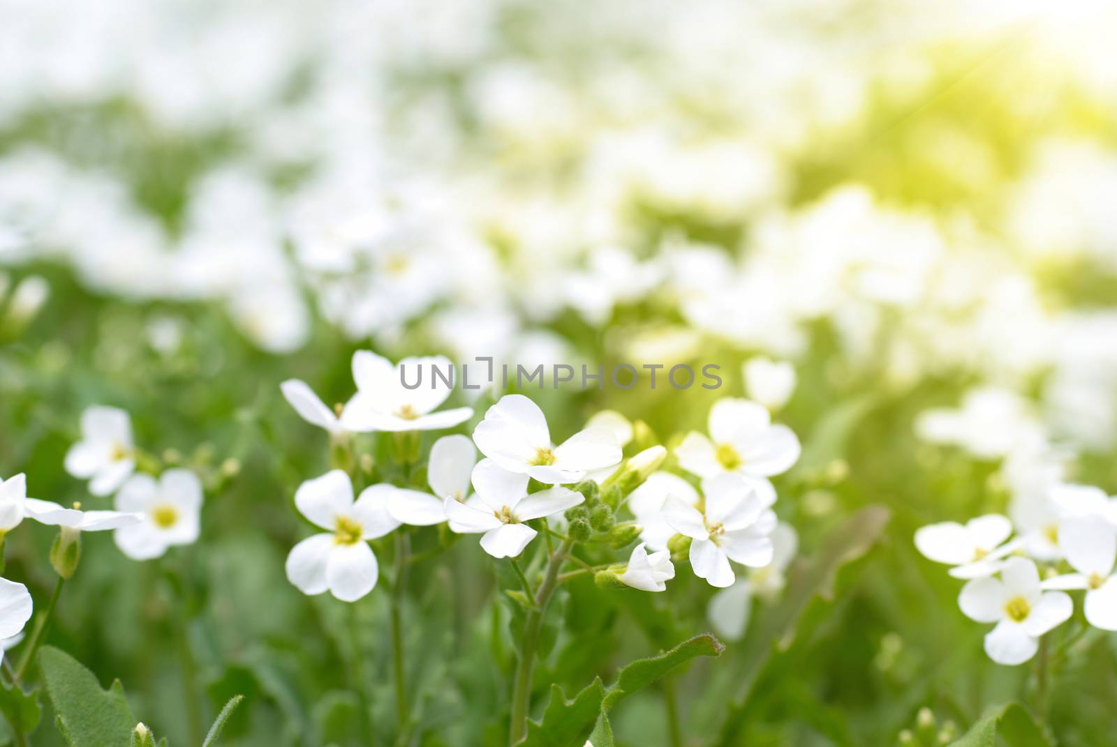 White flowers by vapi