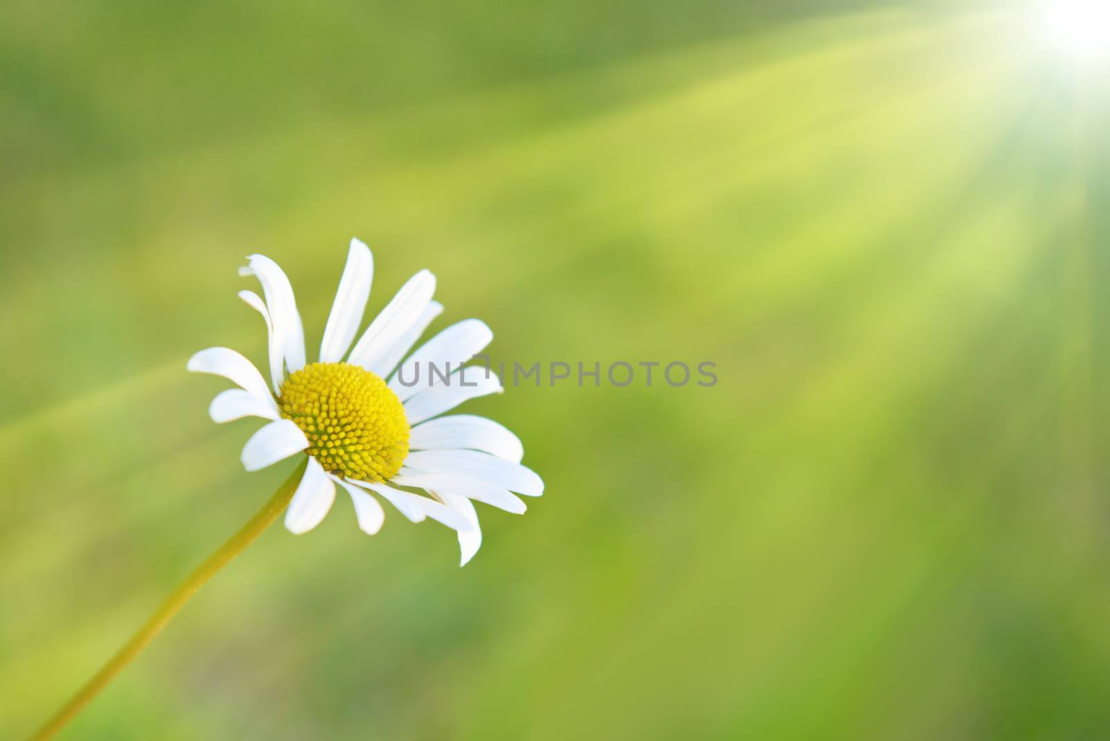 Chamomile and sun on the field with green grass