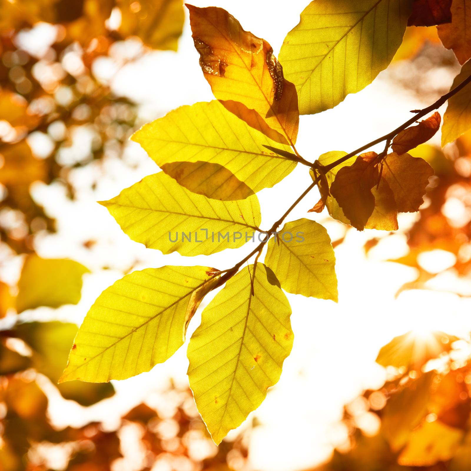 Autumn yellow leaves can be used for background