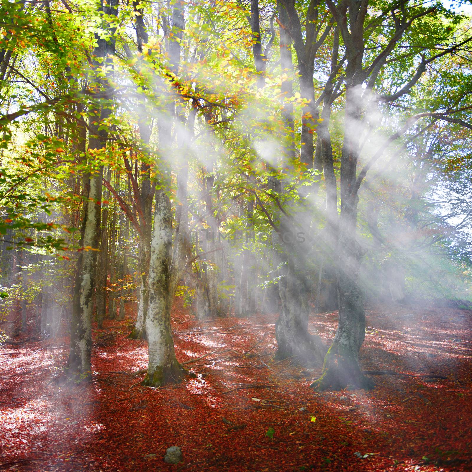 Autumn forest by vapi