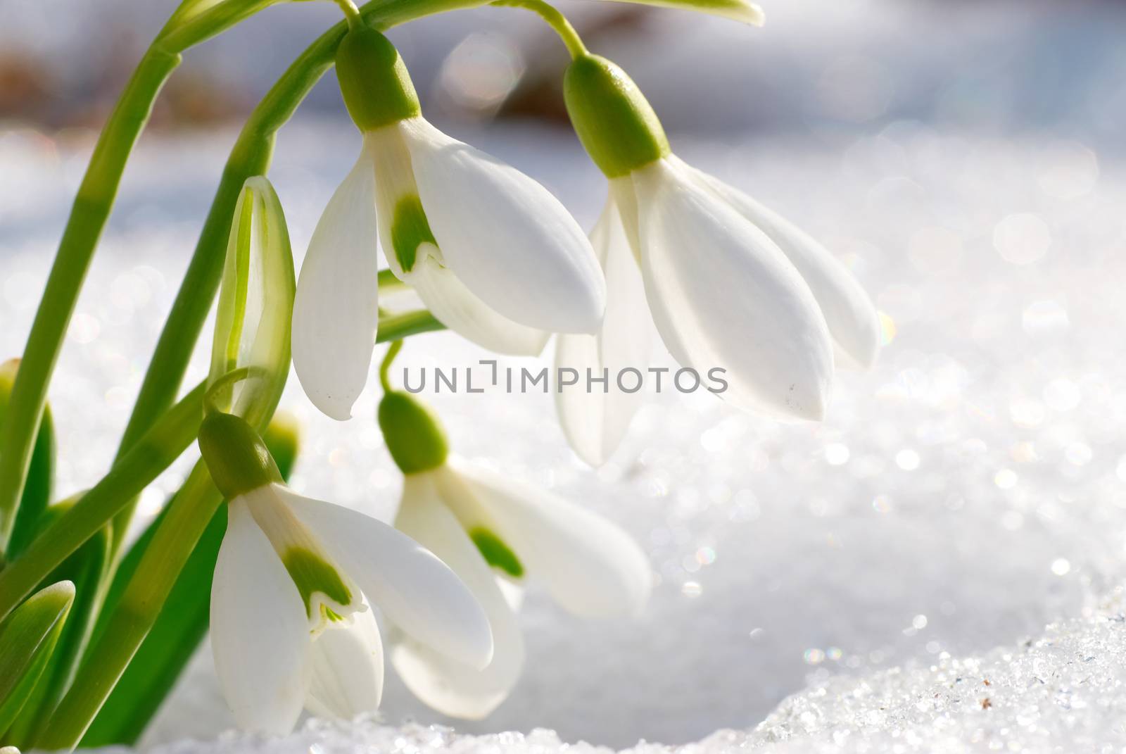 Spring snowdrop flowers with snow in the forest