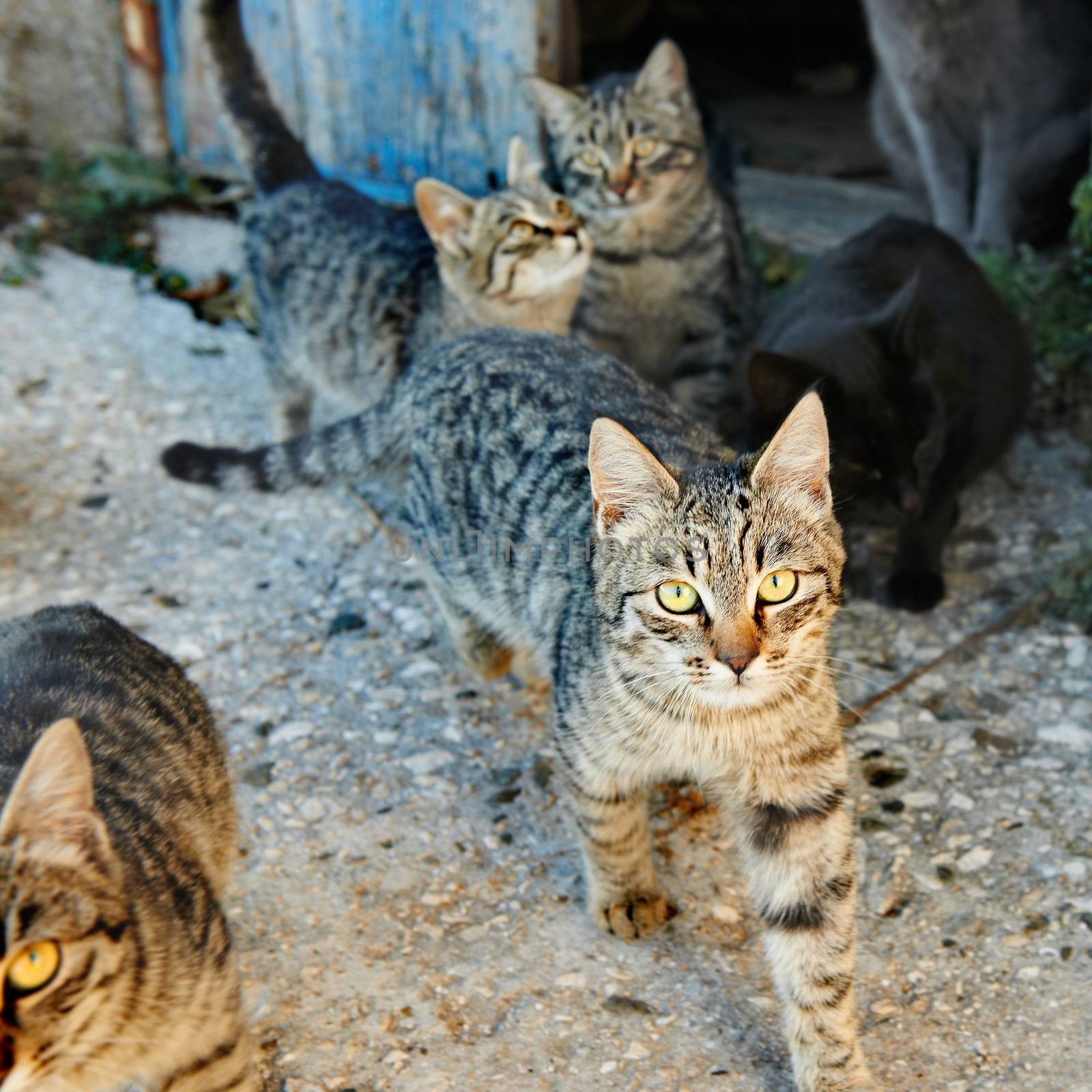 Group of wild black, gray stripped cats